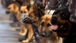 Experts say dogs, like humans, can suffer from post-traumatic stress disorder. Read how one bomb-sniffing dog returned from Iraq 'broken' from the constant presence of loud noises and death